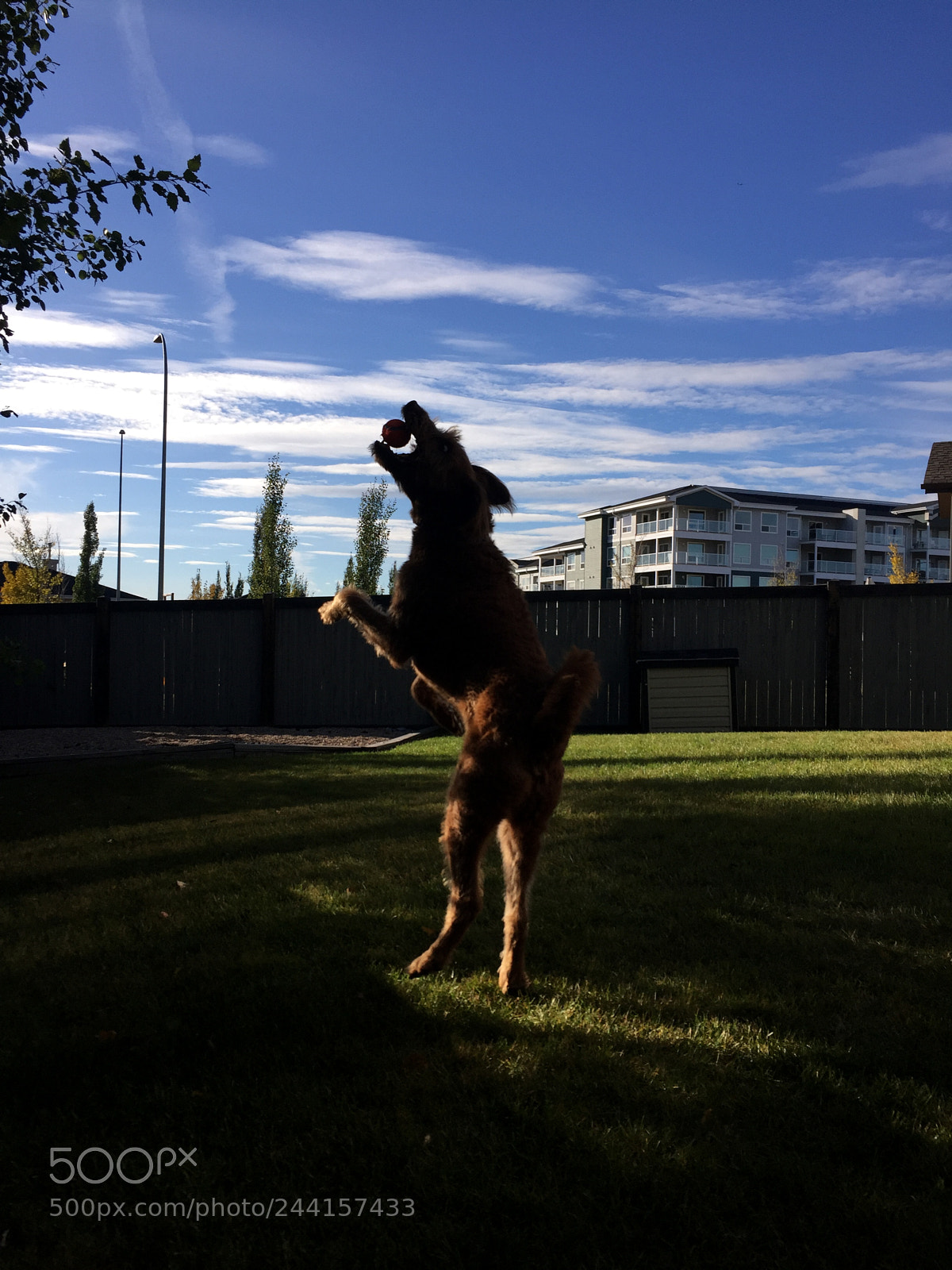 Apple iPhone 6 sample photo. Catch the ball photography