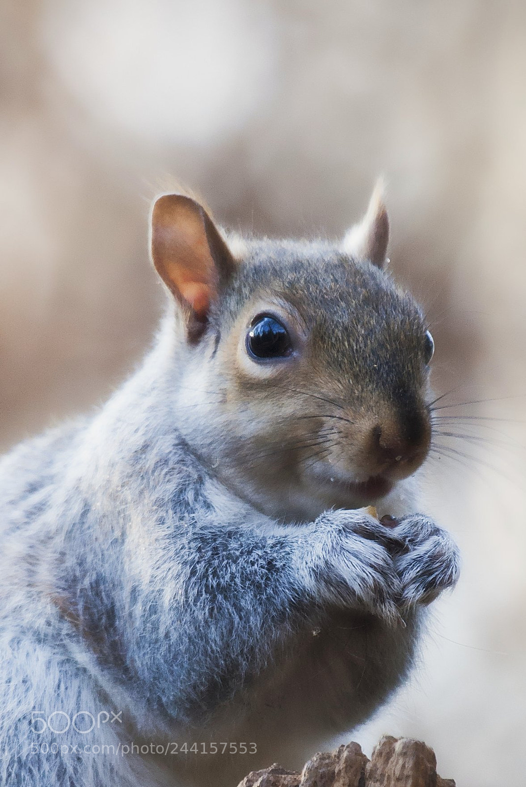 Canon EOS-1D Mark III sample photo. Squirrel photography