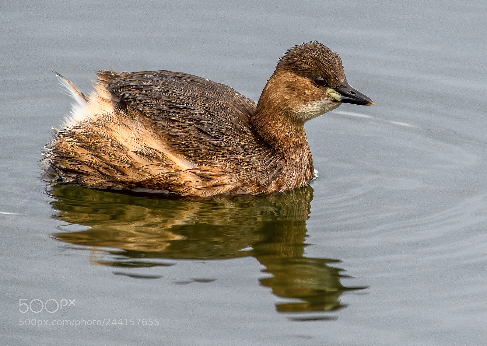 Nikon D850 sample photo. Little grebe in winter photography