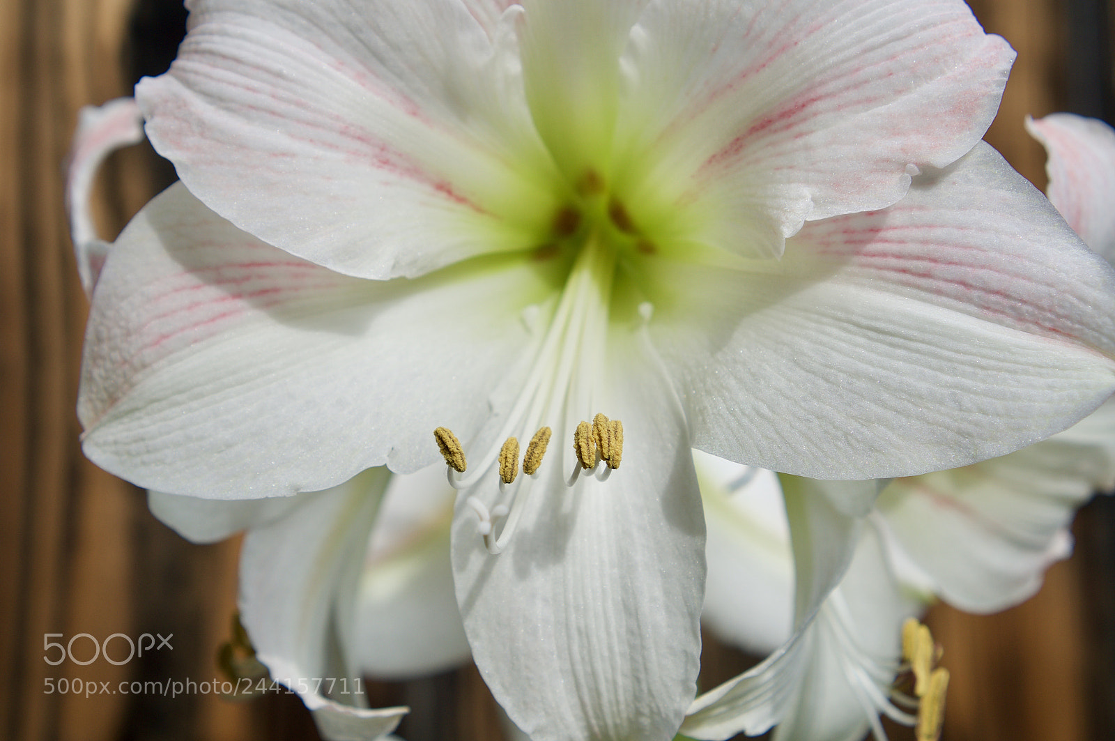 Sony Alpha NEX-6 sample photo. Be a flower not photography