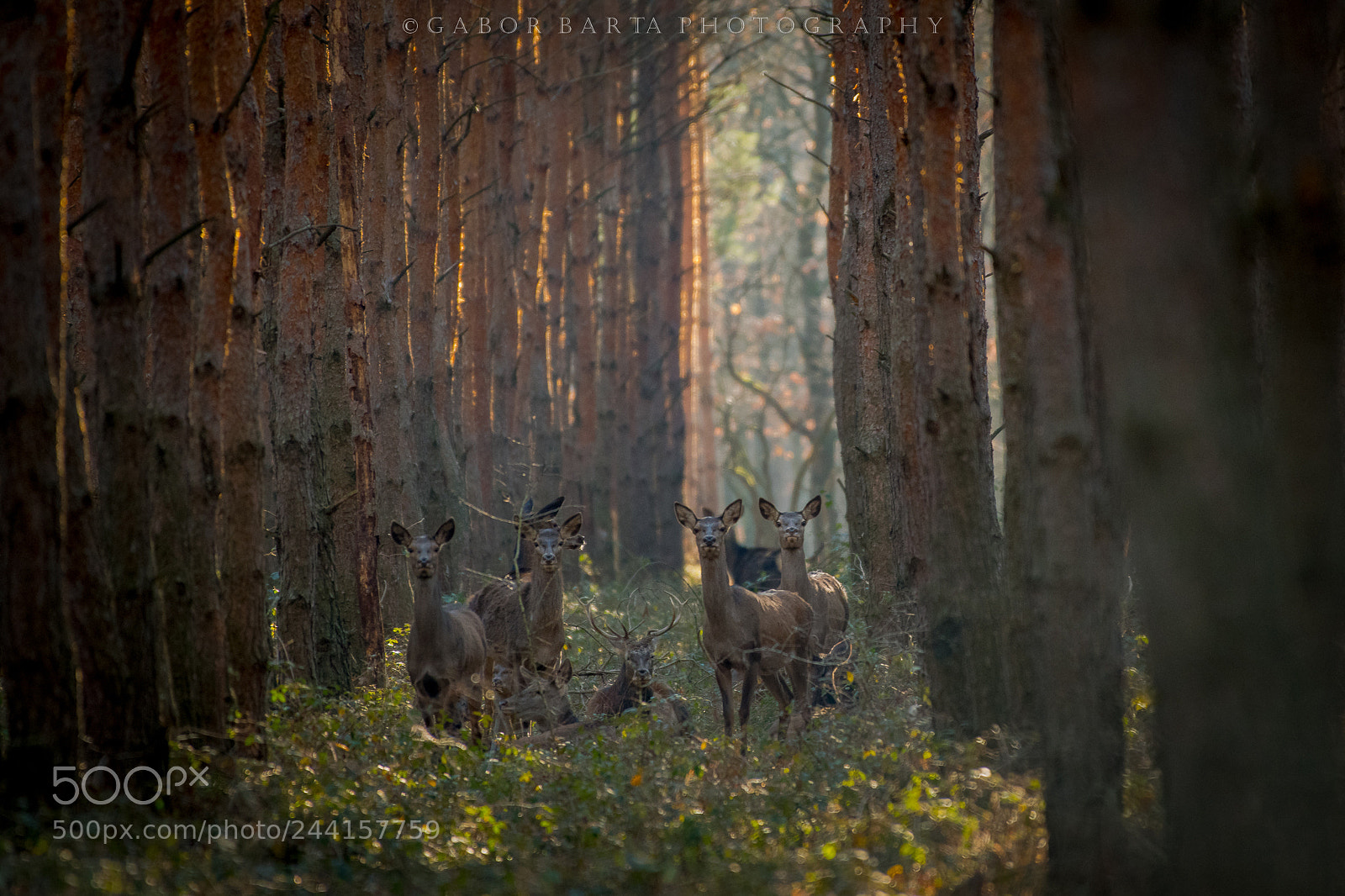 Nikon D850 sample photo. Observed in the forest photography