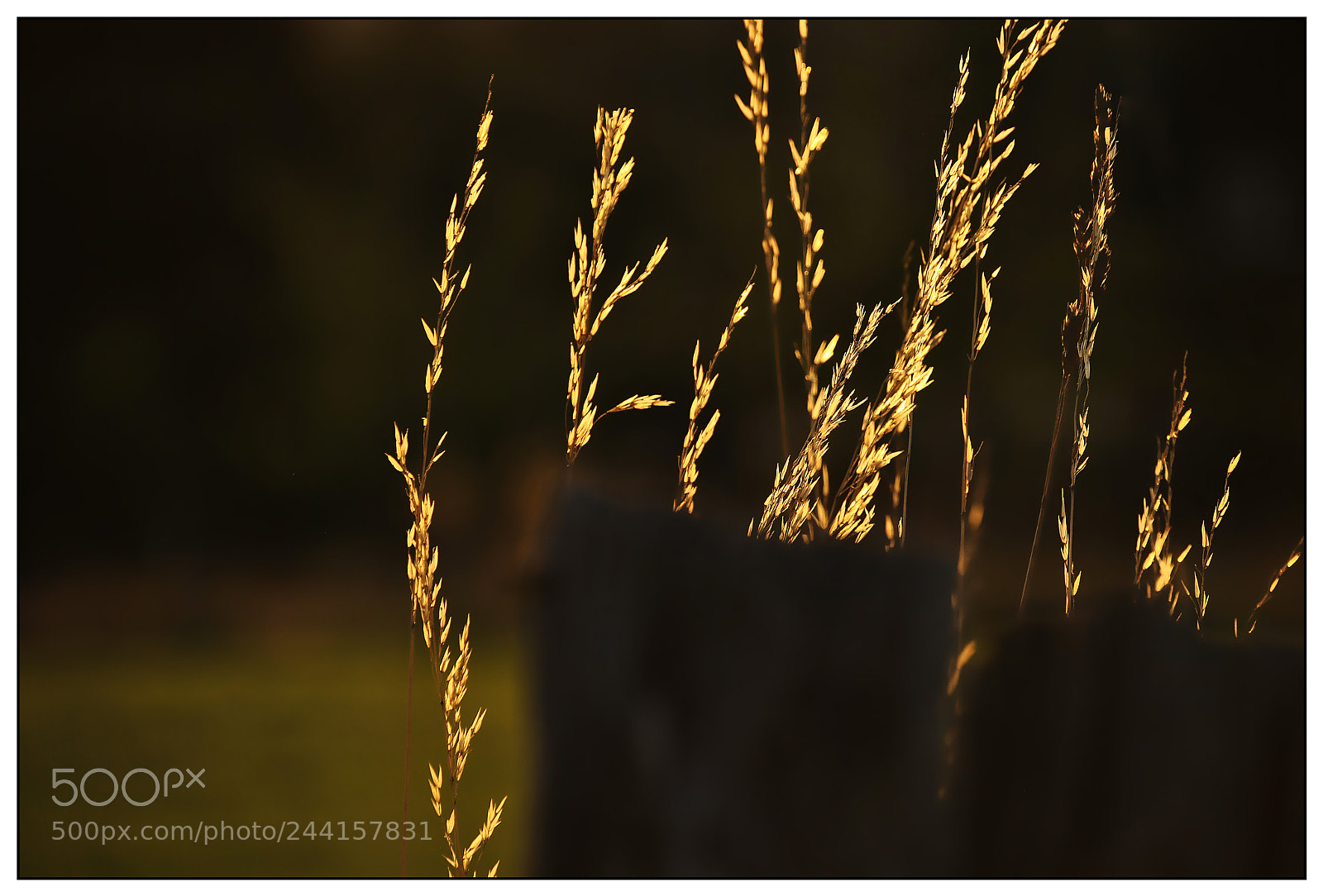 Nikon D3000 sample photo. The last rays of photography