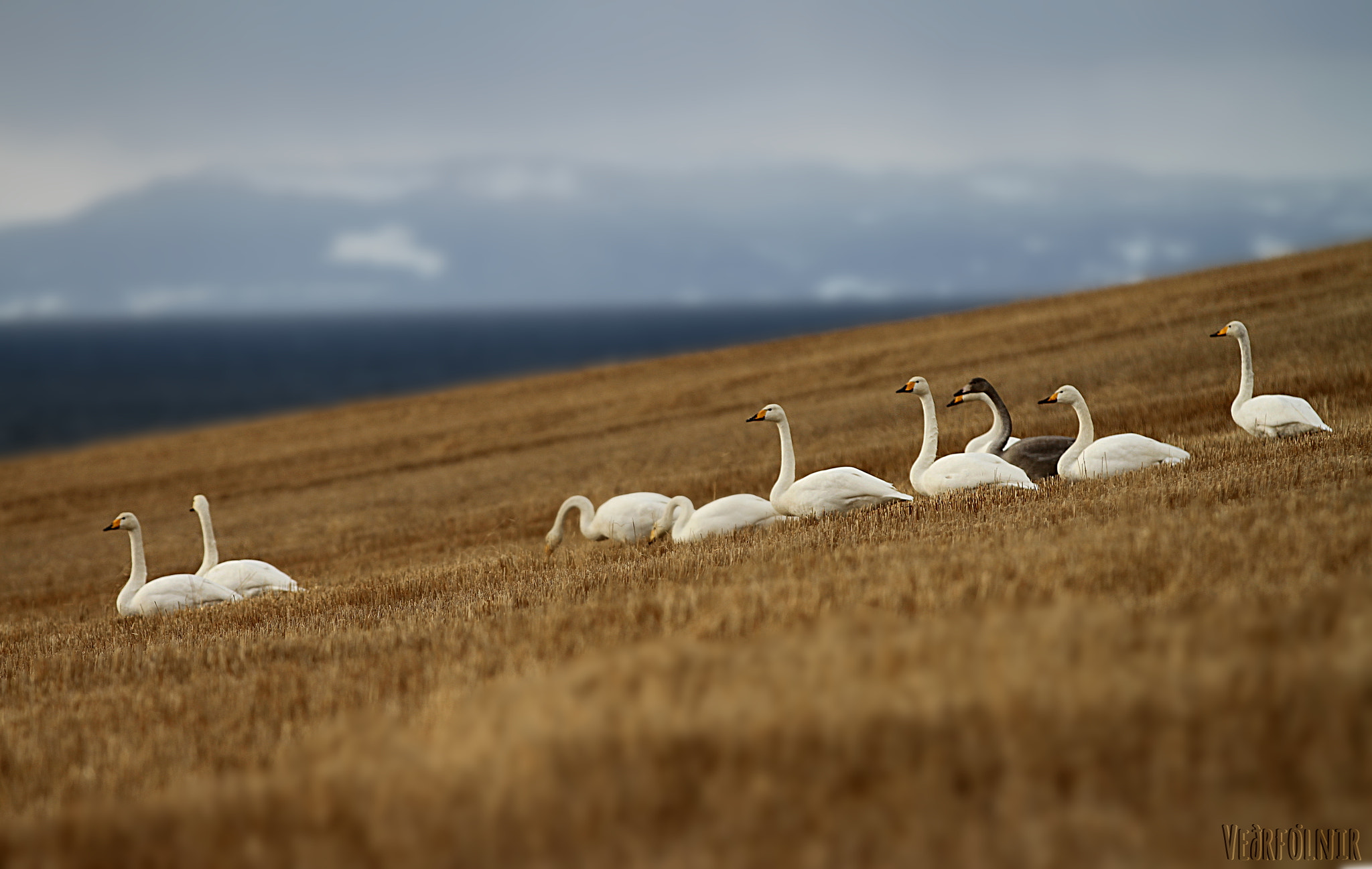 Canon EF 70-200mm F2.8L IS II USM sample photo