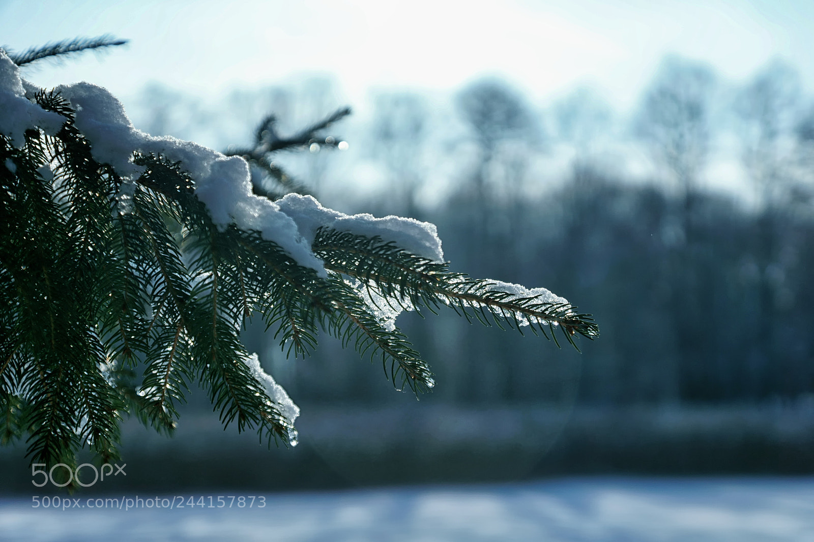Sony DT 16-50mm F2.8 SSM sample photo. Tanne im schnee photography