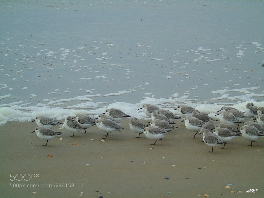 Sony Cyber-shot DSC-H400 sample photo. Seafront legion photography
