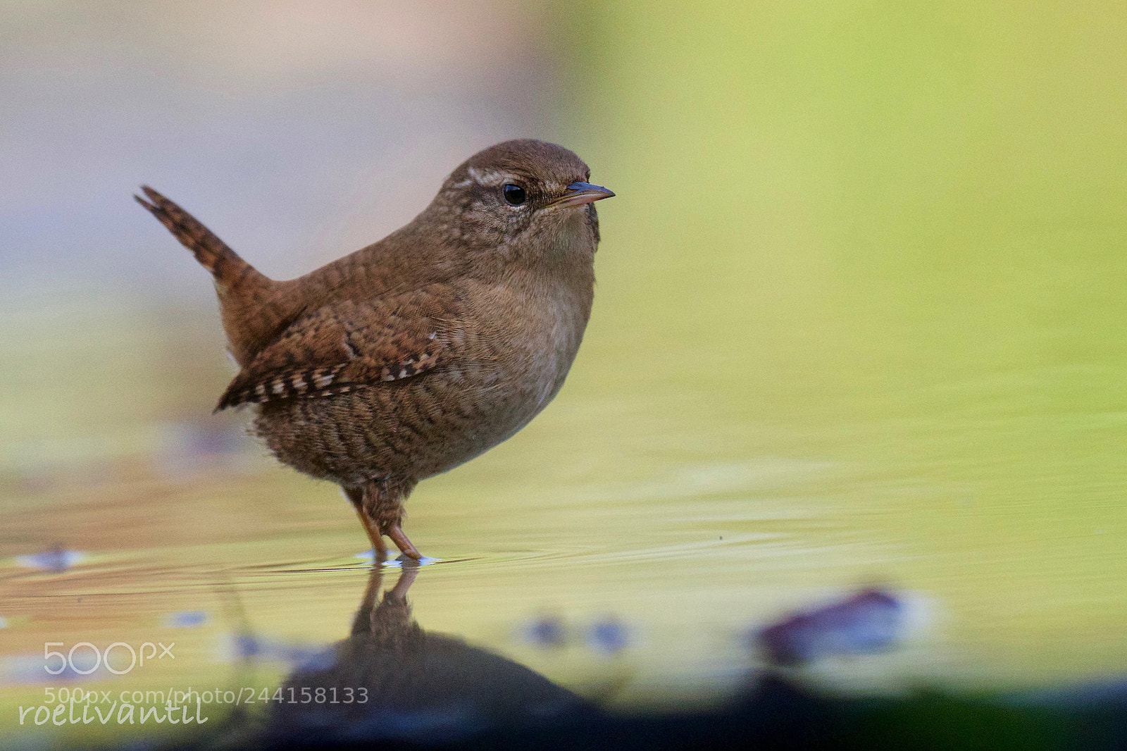 Nikon D500 sample photo. Eurasian wren photography