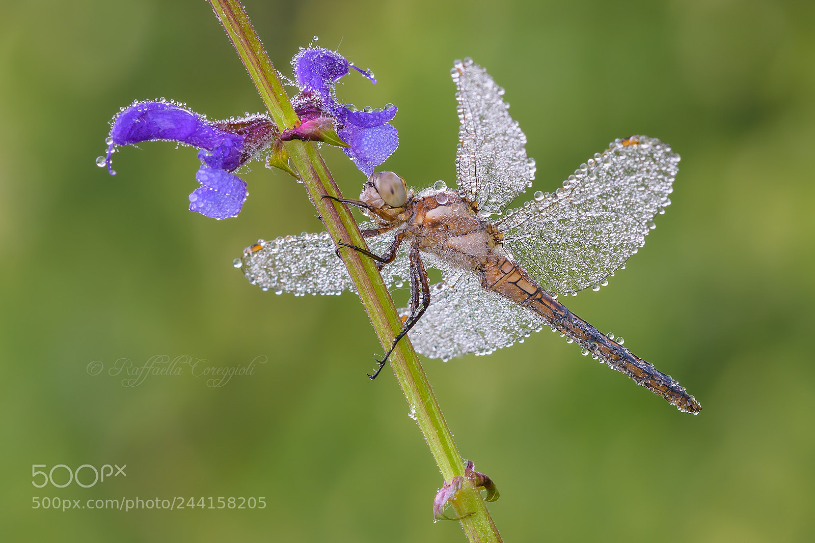 Nikon D7200 sample photo. Orthetrum brunneum photography
