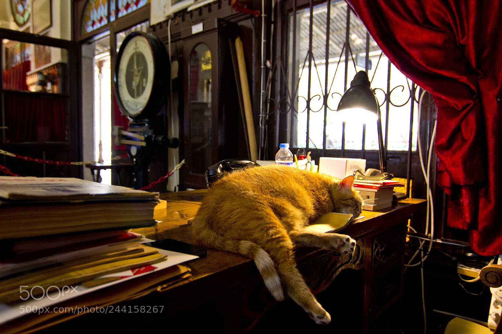 Canon EOS 60D sample photo. Sleeping cat photography