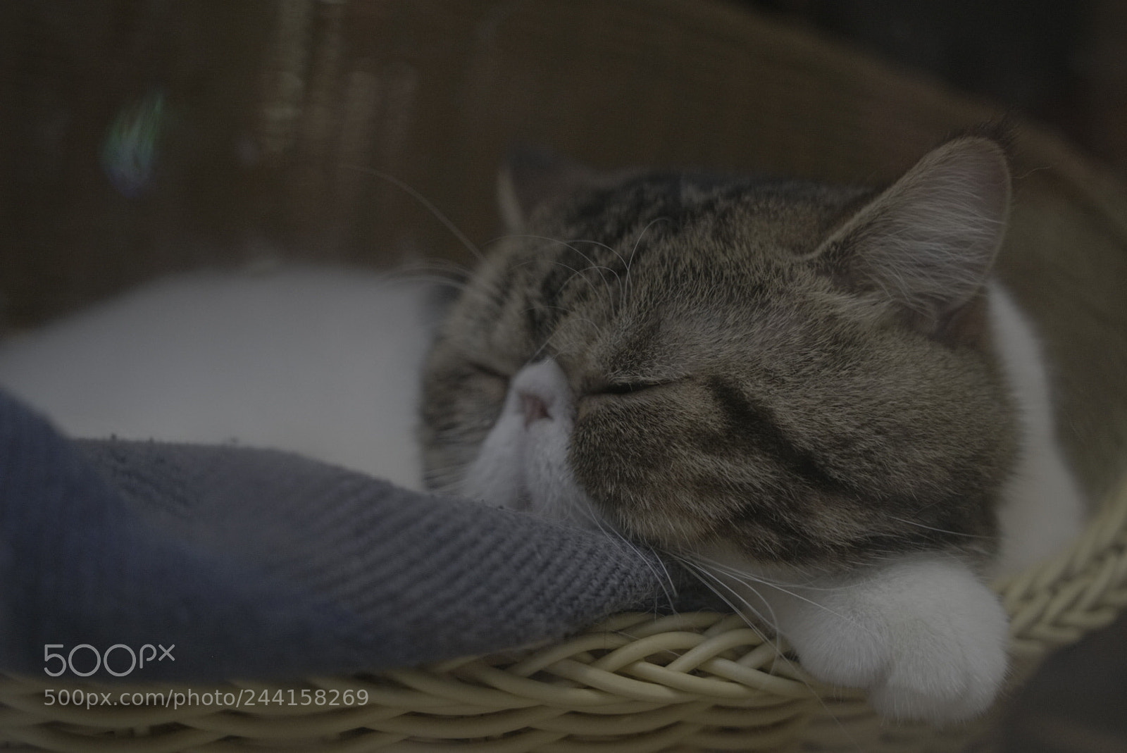 Sony a7R II sample photo. Untitled photography
