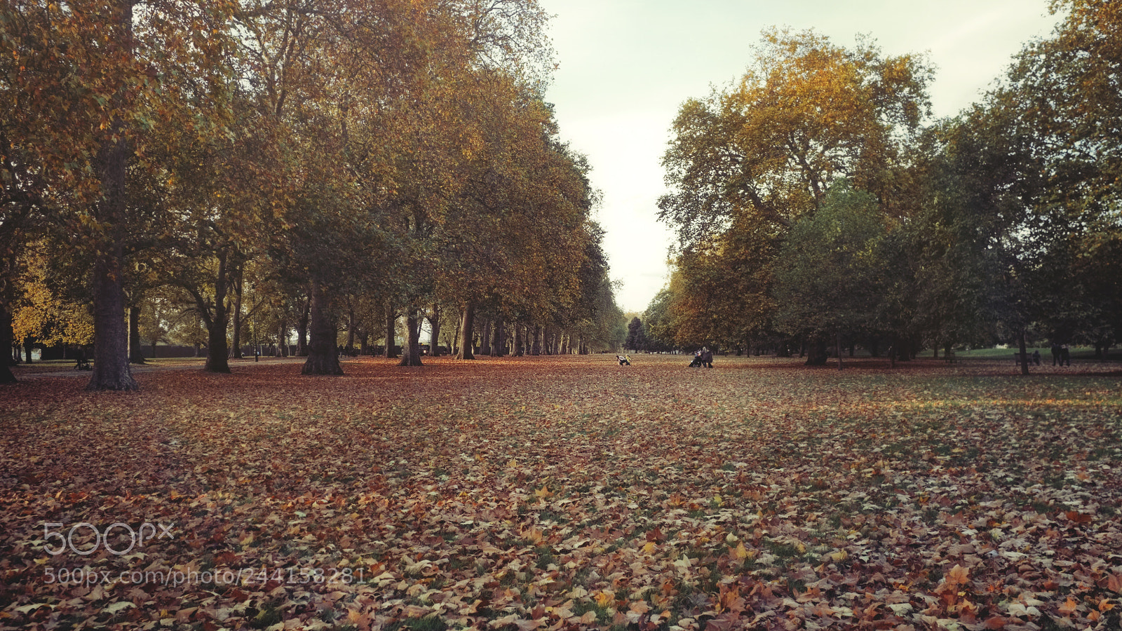 Fujifilm FinePix X100 sample photo. Hunting squirrels photography