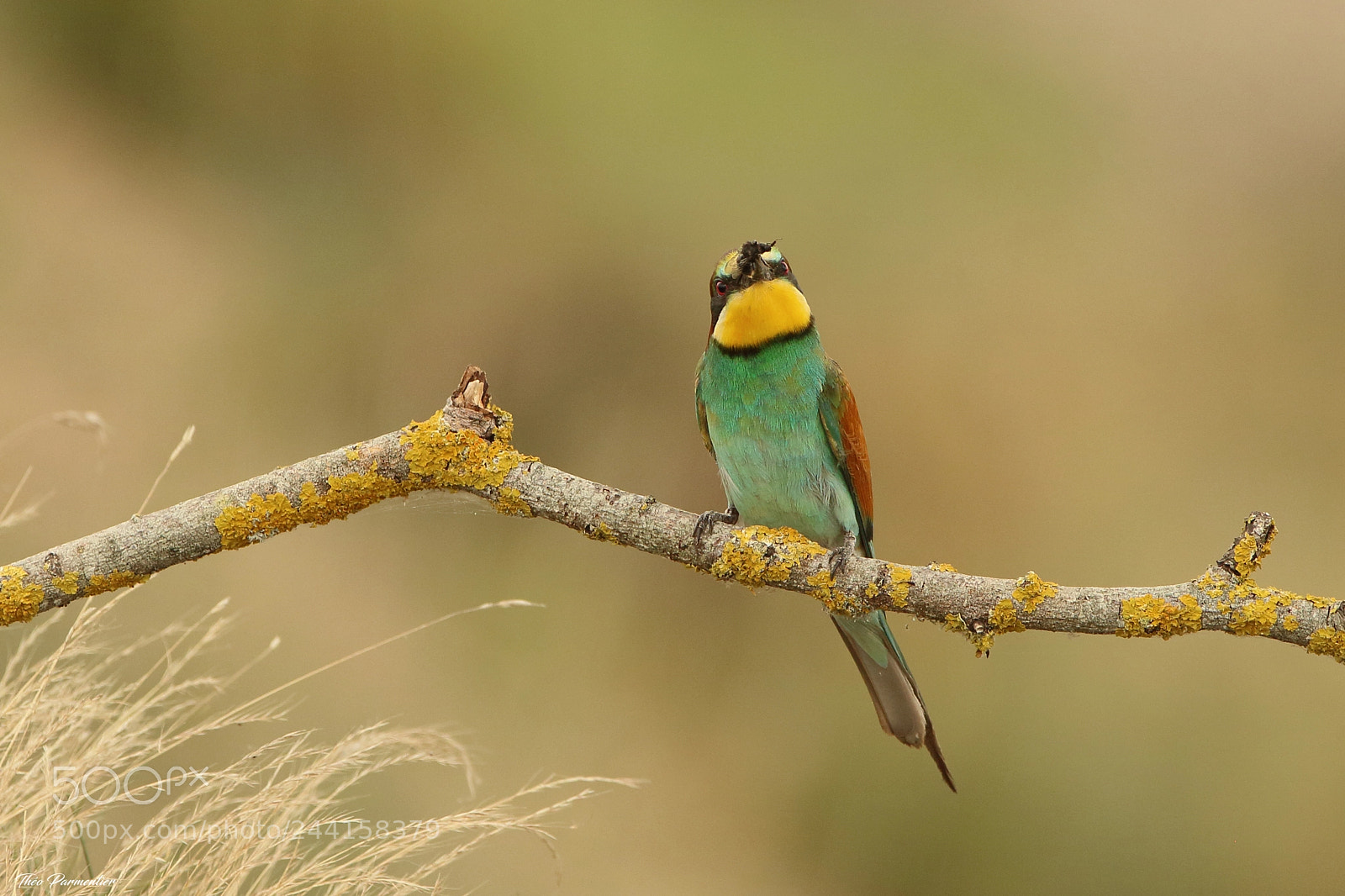 Canon EOS 7D Mark II sample photo. European bee-eater gu pier photography