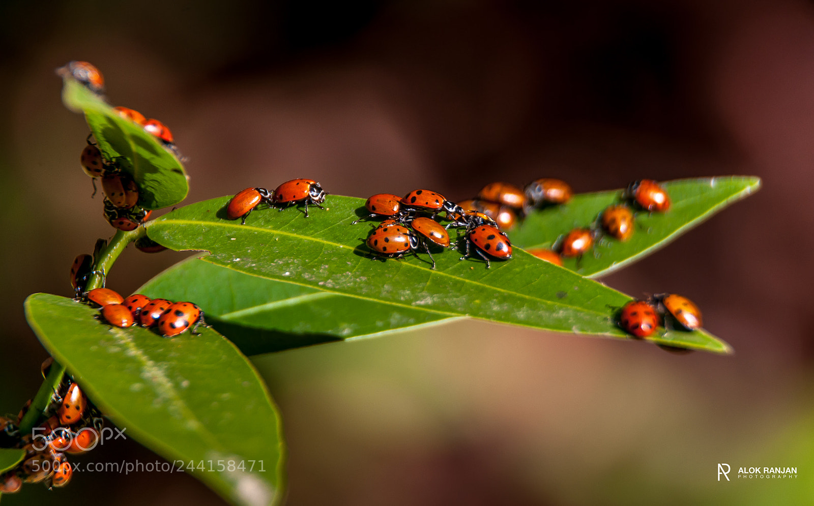 Nikon D90 sample photo. Bugs day out photography