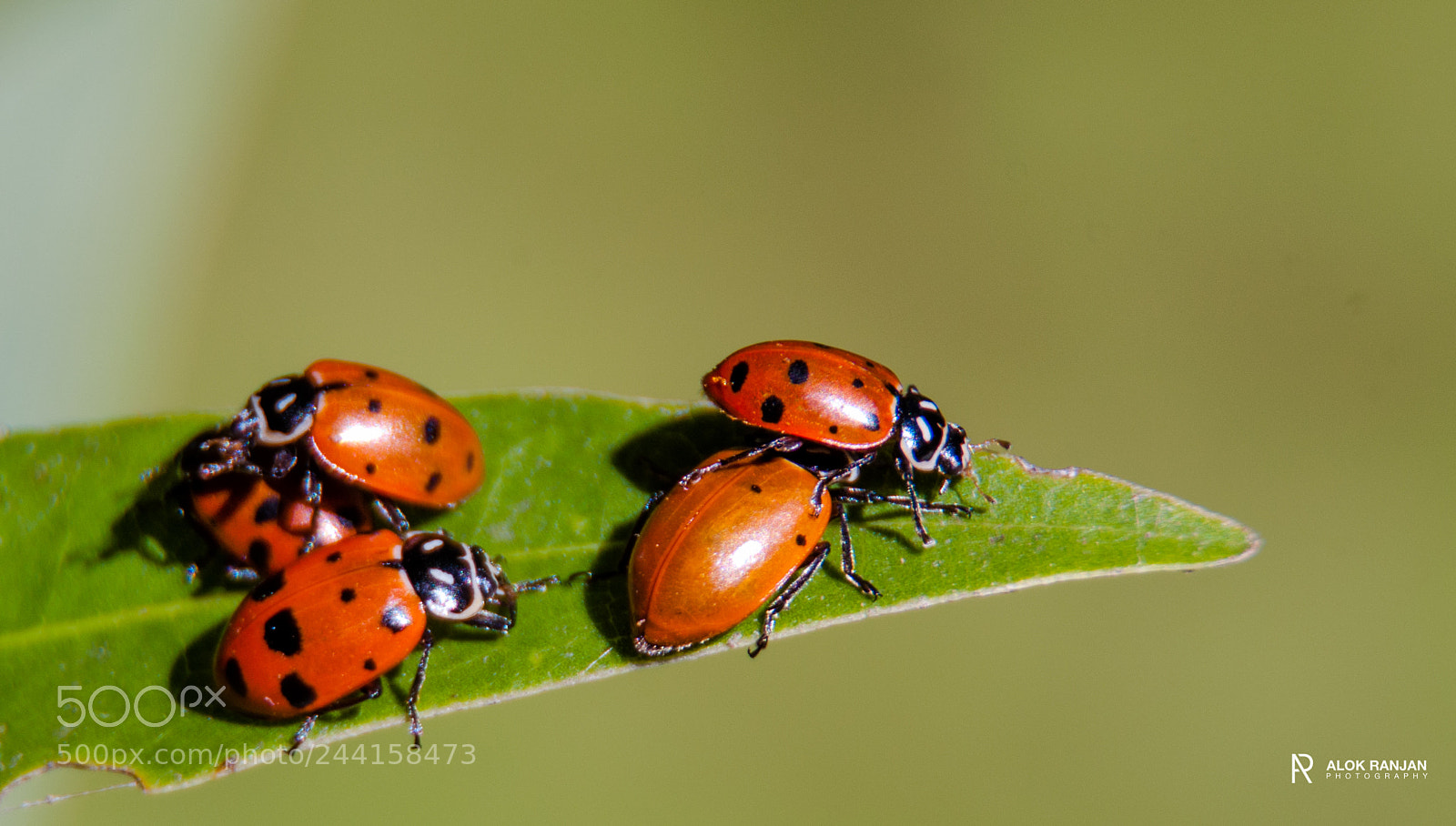 Nikon D90 sample photo. Bugs day out photography