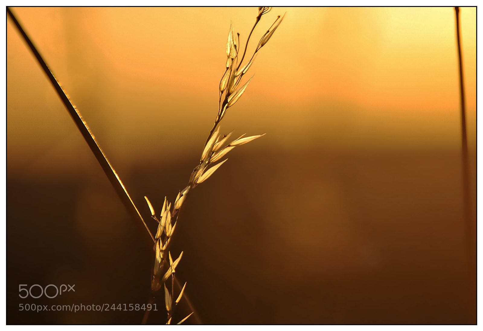 Nikon D3000 sample photo. The last rays of photography