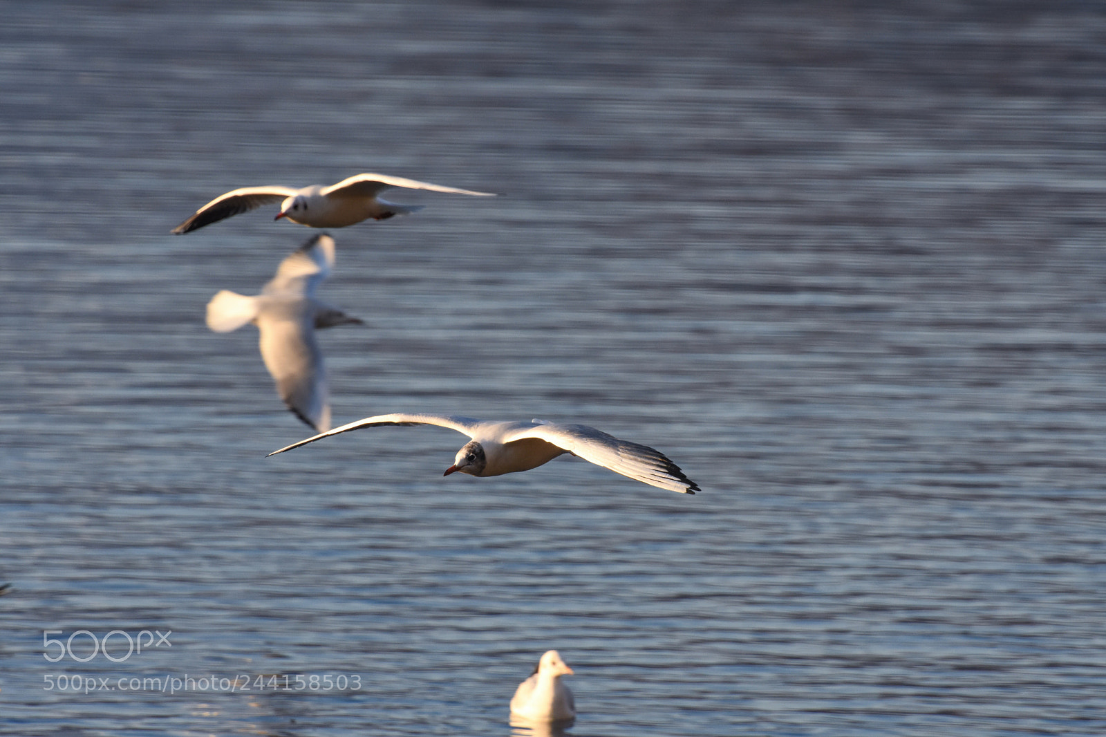 Nikon D7200 sample photo. Gabbiani sul lago photography