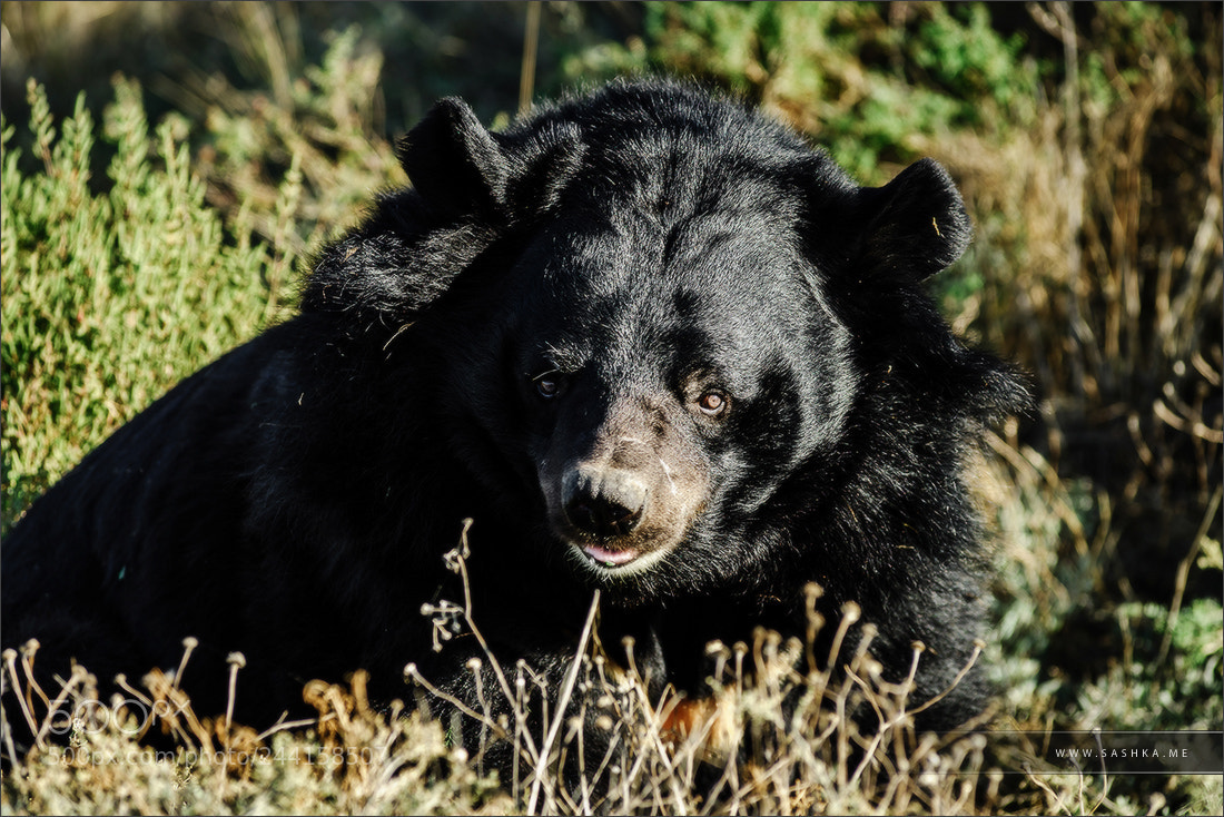 Sony Alpha a99 sample photo. American black bear in photography