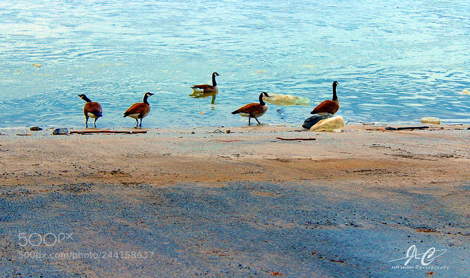 Canon EOS 1300D (EOS Rebel T6 / EOS Kiss X80) sample photo. Winter geese photography