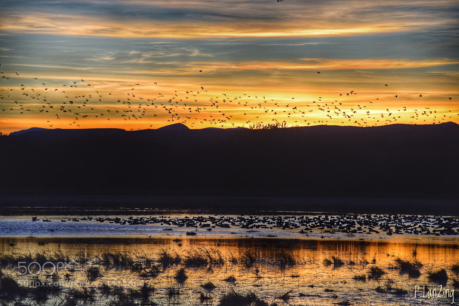 Nikon D810 sample photo. Birdland at sunset photography