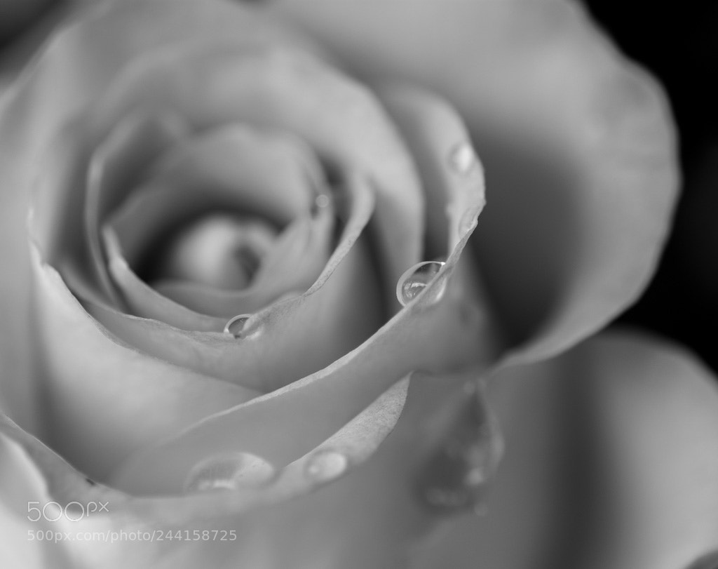 Nikon D7200 sample photo. Sad rose photography