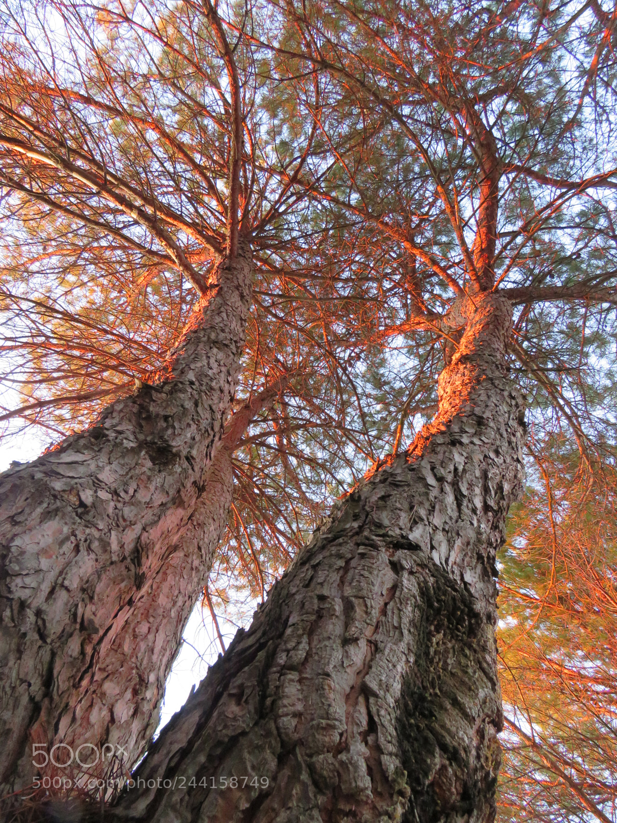 Canon PowerShot SX60 HS sample photo. Twins with ephemeral light photography