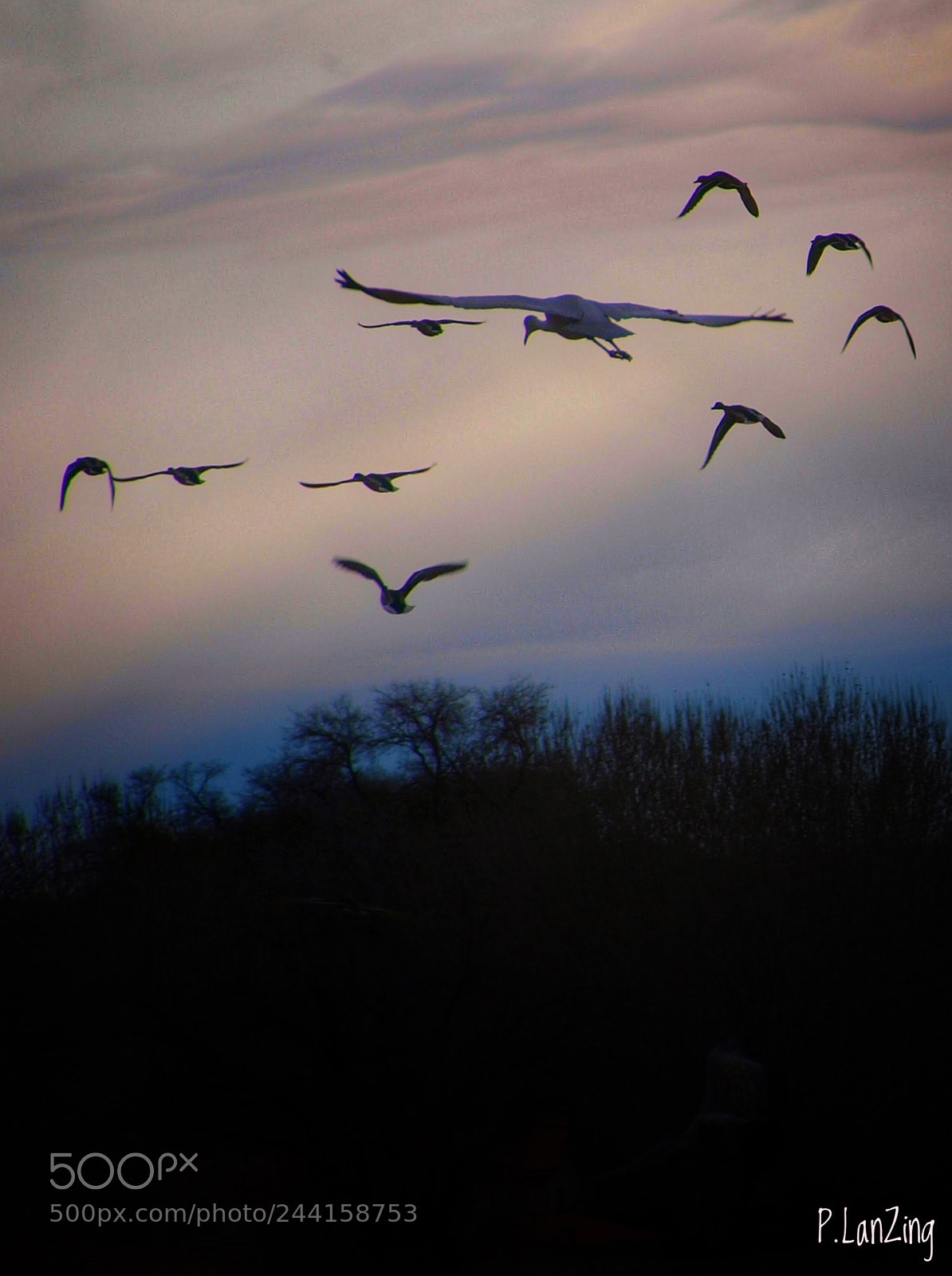 Olympus E-3 sample photo. Sandhill cranes, early morning... photography