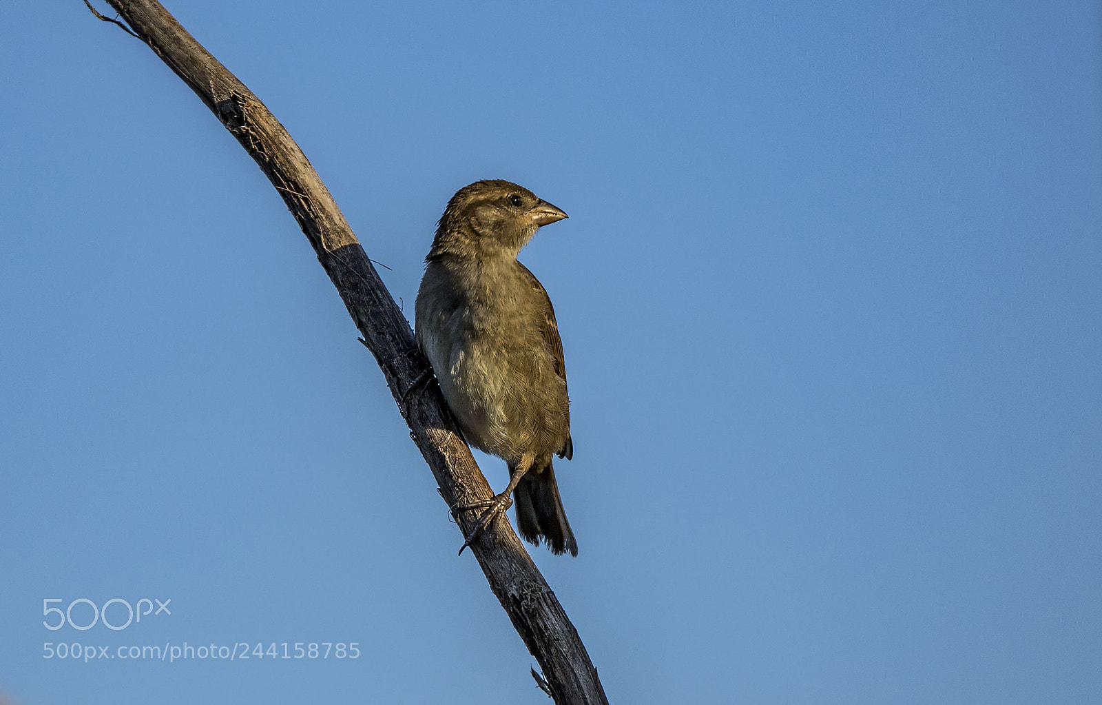 Canon EOS 7D Mark II sample photo. On a branch photography