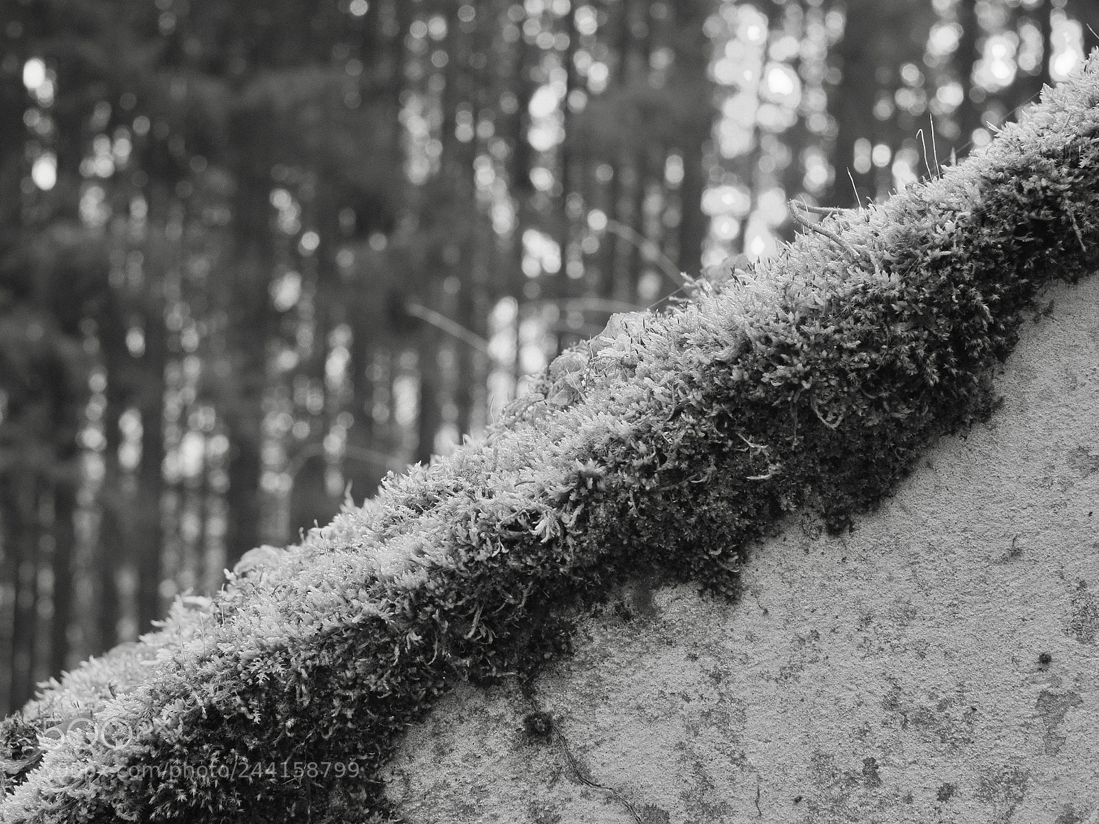 Olympus OM-D E-M10 II sample photo. Moss photography