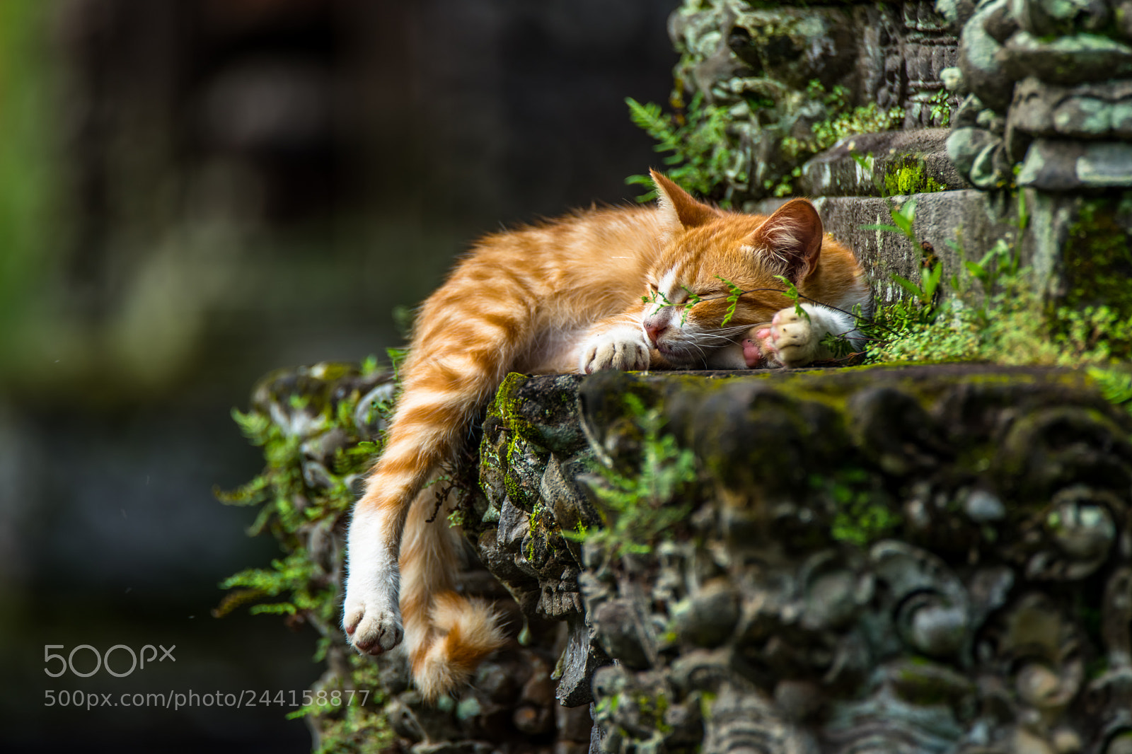 Sony SLT-A99V sample photo. Sleeping cat photography