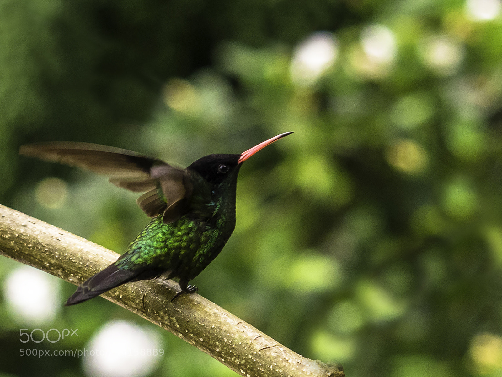 Olympus OM-D E-M10 II sample photo. Taking off photography