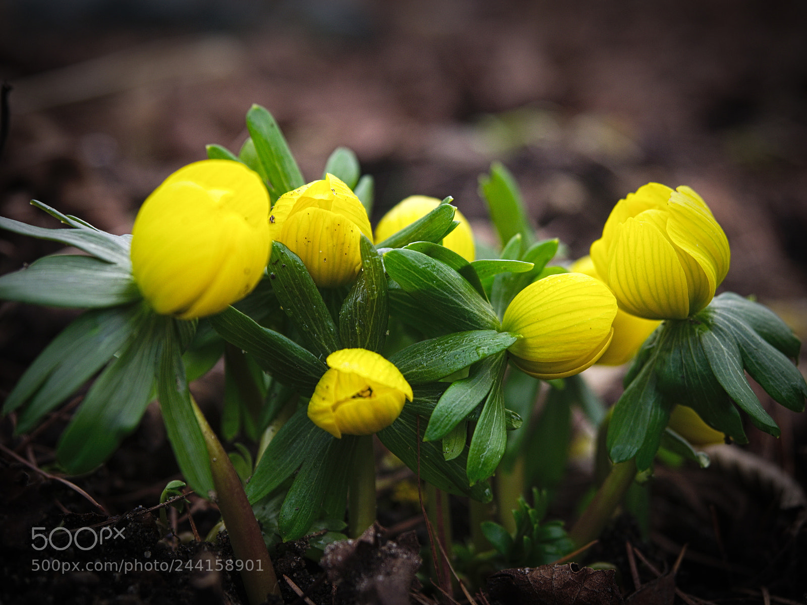 Olympus PEN E-PL5 sample photo. Yellow starts photography