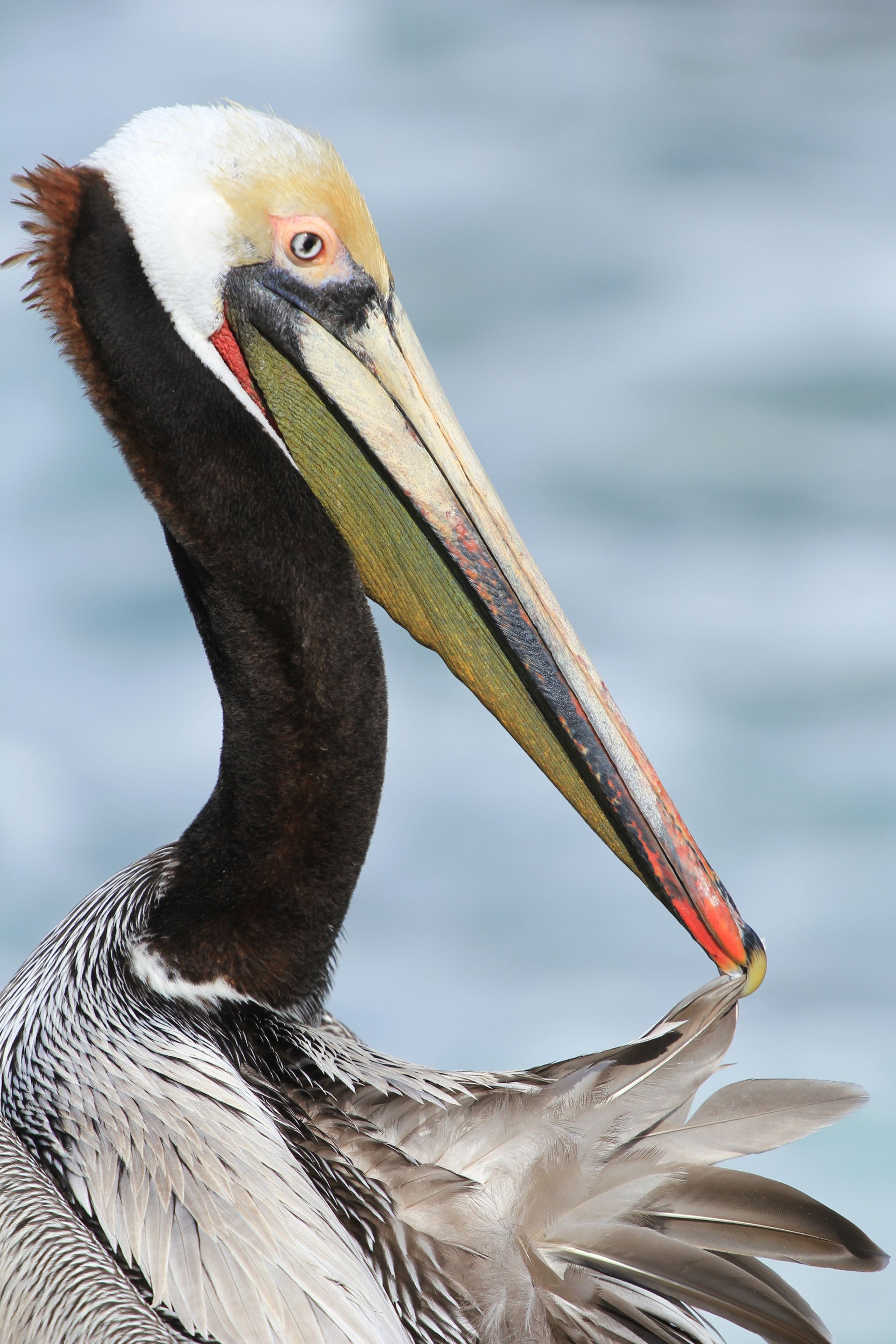 Canon EOS 60D + Canon EF 70-200mm F4L USM sample photo. La jolla pelican photography