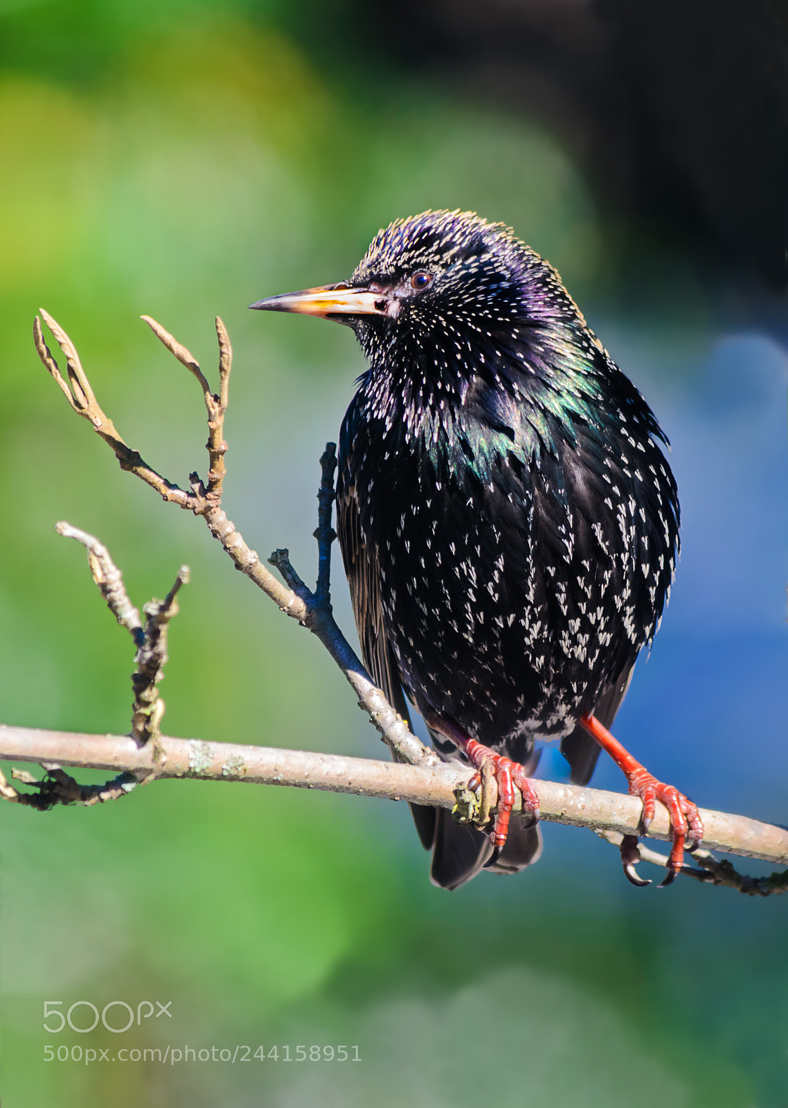 Nikon D7000 sample photo. Starling standing on branch photography