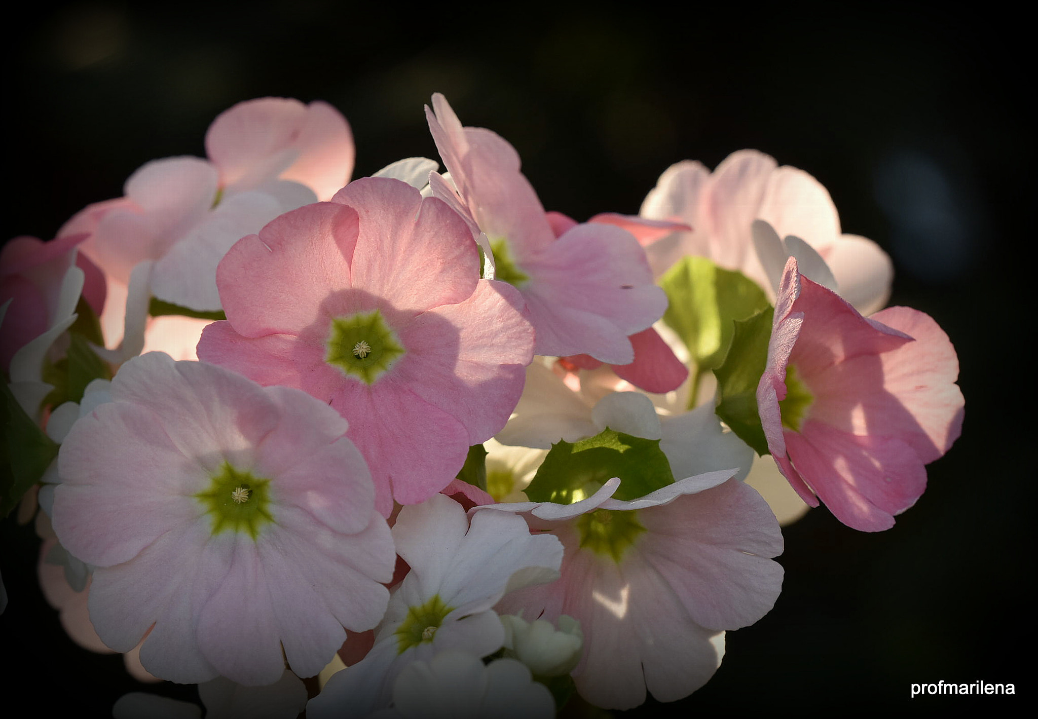 Nikon D810 + Sigma 150mm F2.8 EX DG OS Macro HSM sample photo. Primula obconica photography