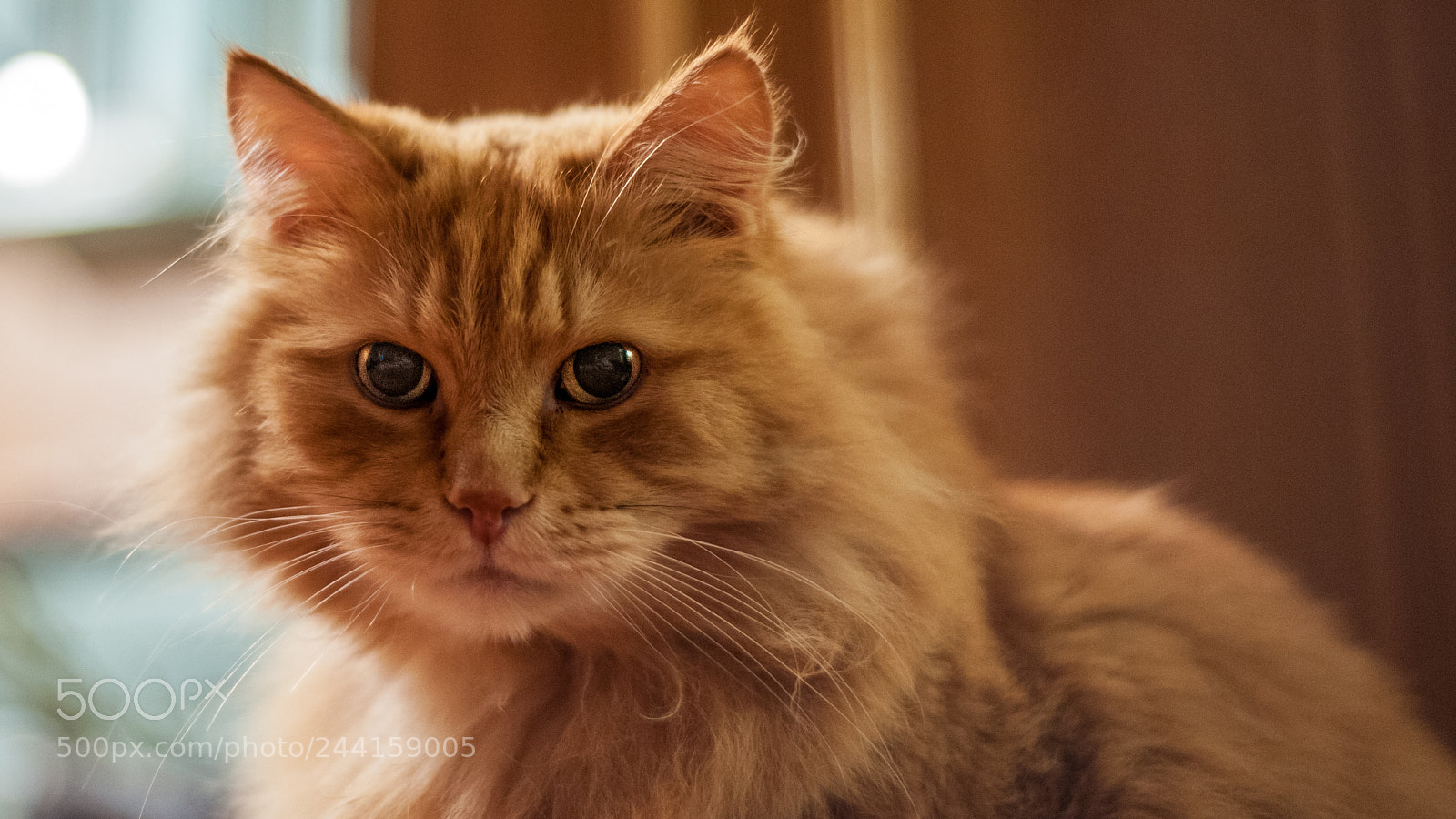 Nikon D700 sample photo. Sad pensive cat photography