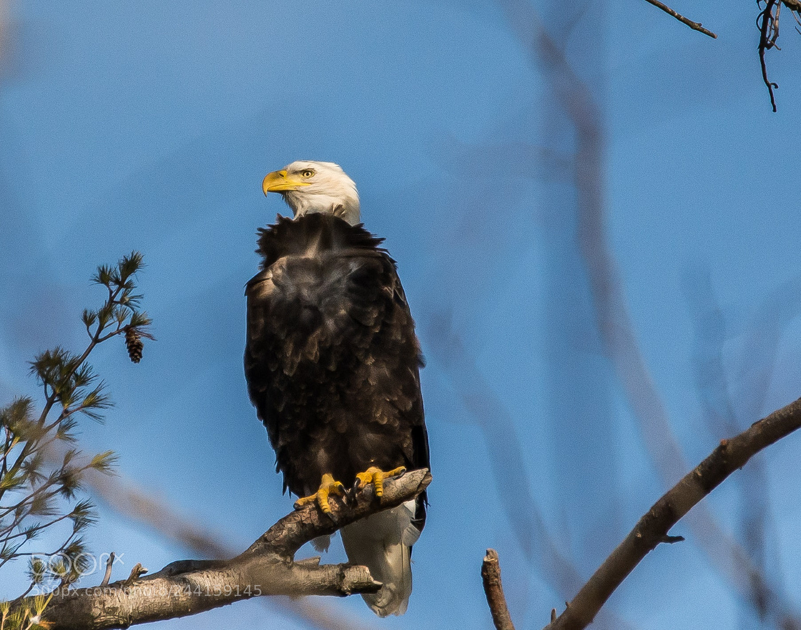 Nikon D7100 sample photo. Nobility . . . photography