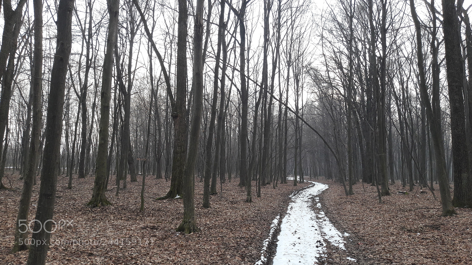 Samsung Galaxy A5(2016) sample photo. Ciuperceasca forest photography
