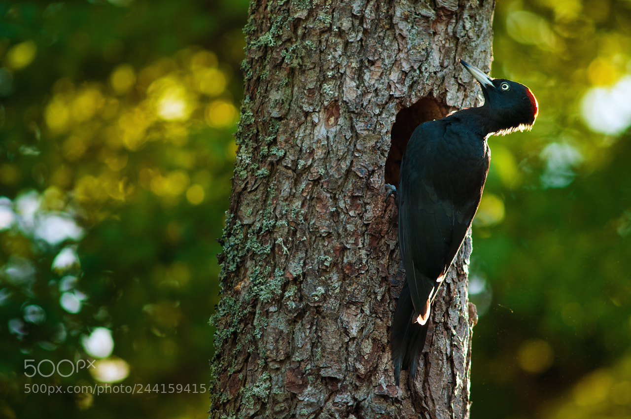 Nikon D90 sample photo. Woodpecker part i photography