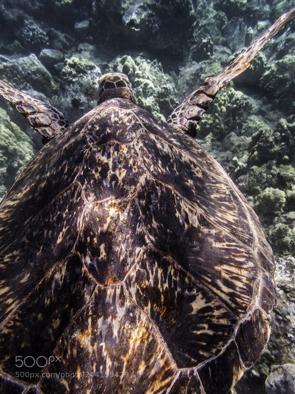 Olympus TG-5 sample photo. Green sea turtle photography