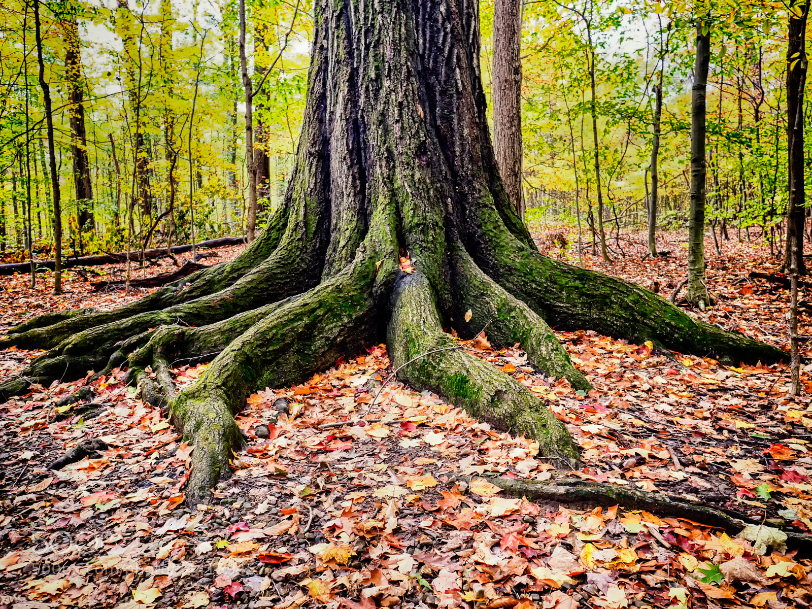 Olympus OM-D E-M10 II sample photo. Roots (color) photography