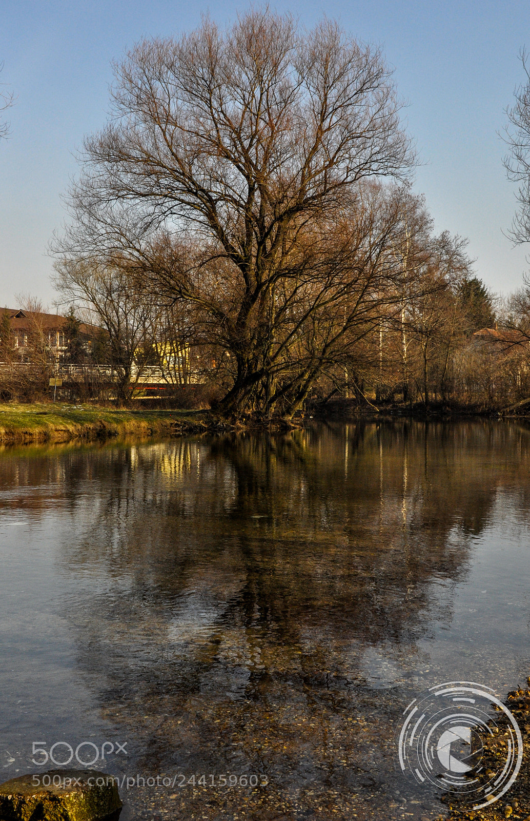 Nikon D90 sample photo. Tree photography