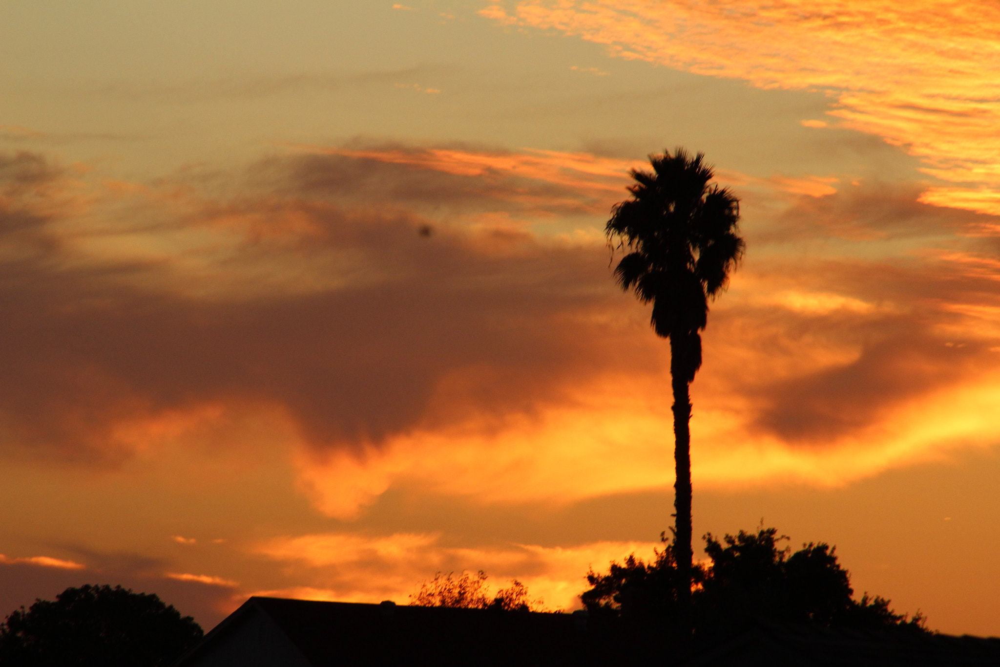 Canon EOS 1200D (EOS Rebel T5 / EOS Kiss X70 / EOS Hi) + EF75-300mm f/4-5.6 sample photo. Socal photography