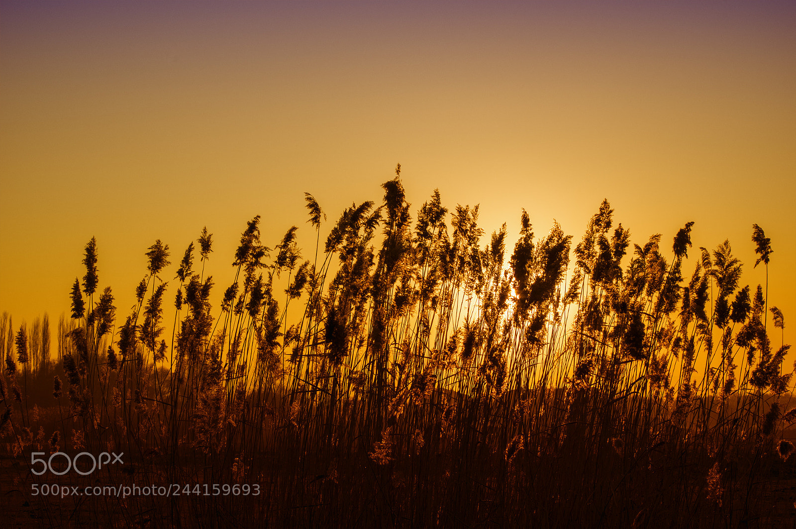 Pentax K-3 sample photo. Sunset in the swamp photography
