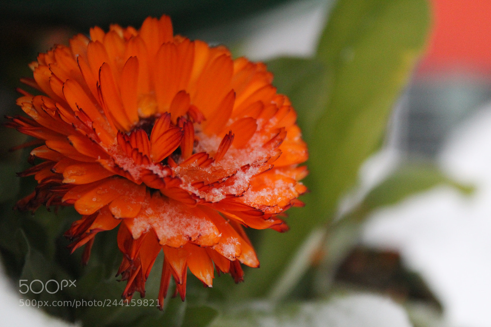 Canon EOS 1300D (EOS Rebel T6 / EOS Kiss X80) sample photo. Snow on little flower photography