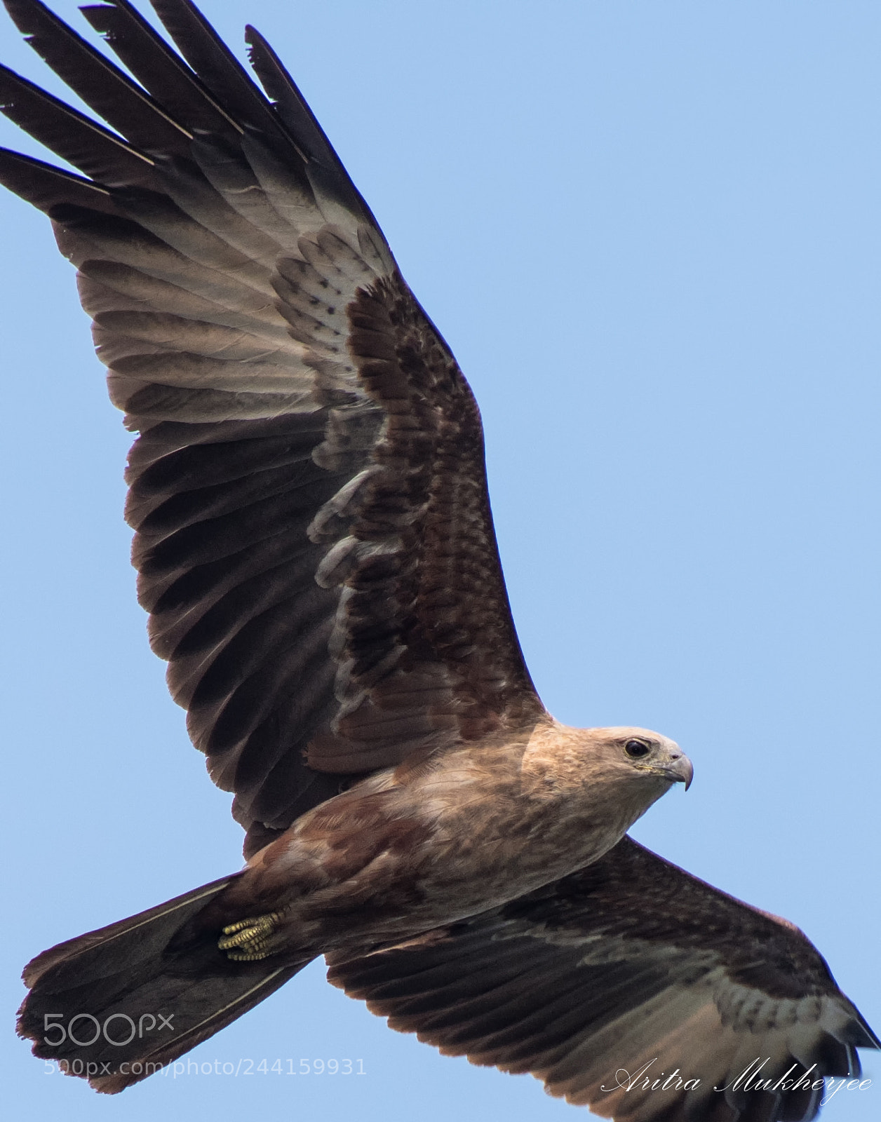 Pentax K-1 sample photo. Brahminy kite (juvenile) photography