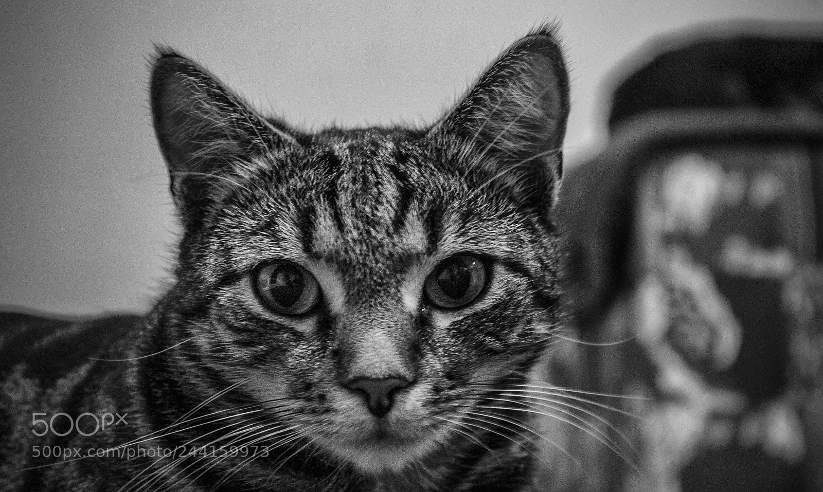 Nikon D3100 sample photo. Mici photography