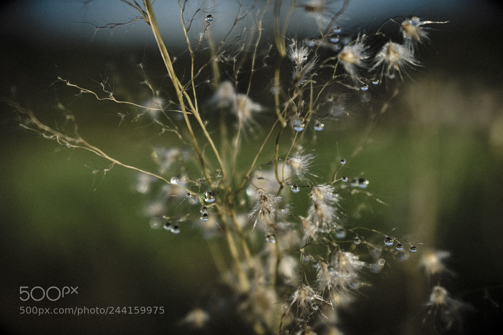 Nikon D5600 sample photo. L grimas de uma photography