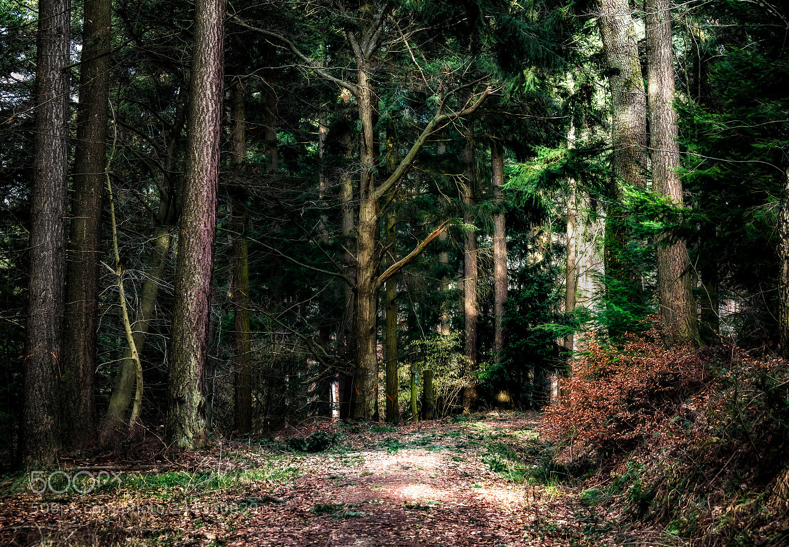 Sony SLT-A58 sample photo. Rumpelstilzchen photography
