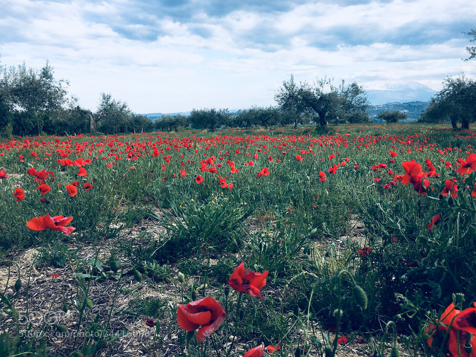 Apple iPhone 6s sample photo. Papaveri photography