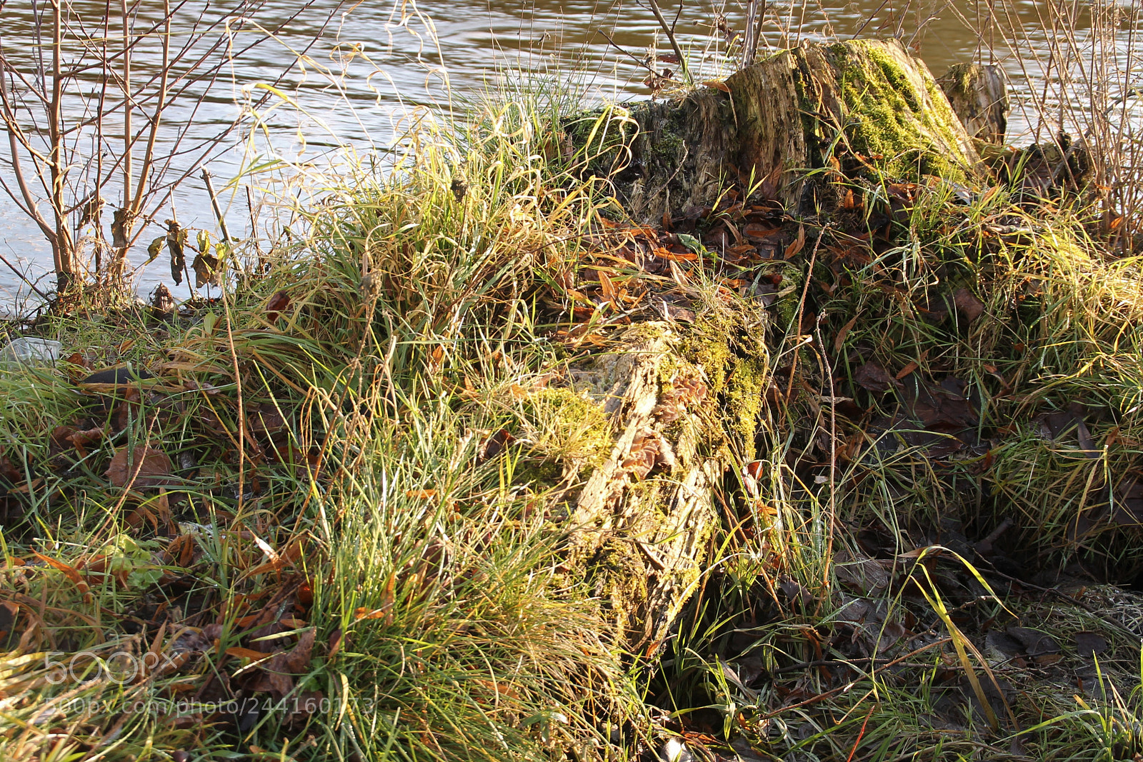 Canon EOS 1100D (EOS Rebel T3 / EOS Kiss X50) sample photo. Stump at the river photography