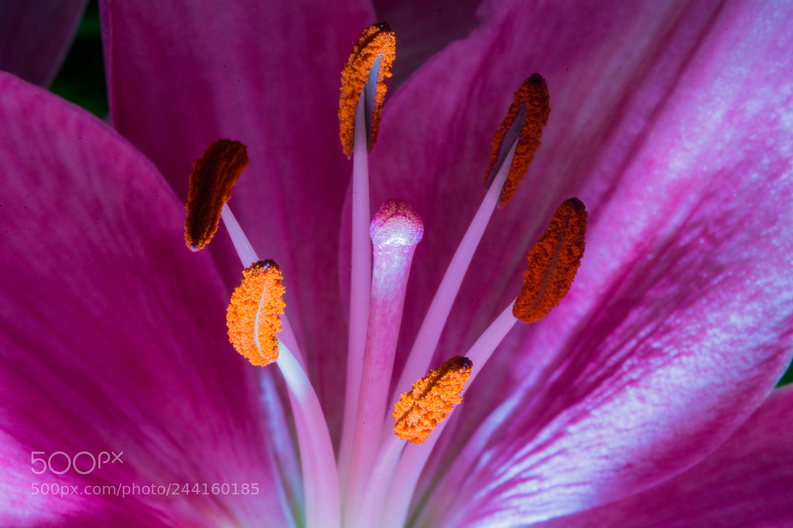 Nikon D7100 sample photo. The lilies photography